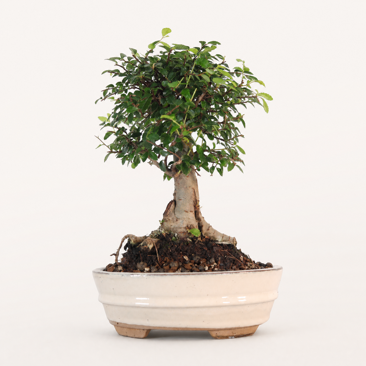 Yorkshire Bonsai Chinese Elm Bonsai Tree Pot Broom Style – 18cm
