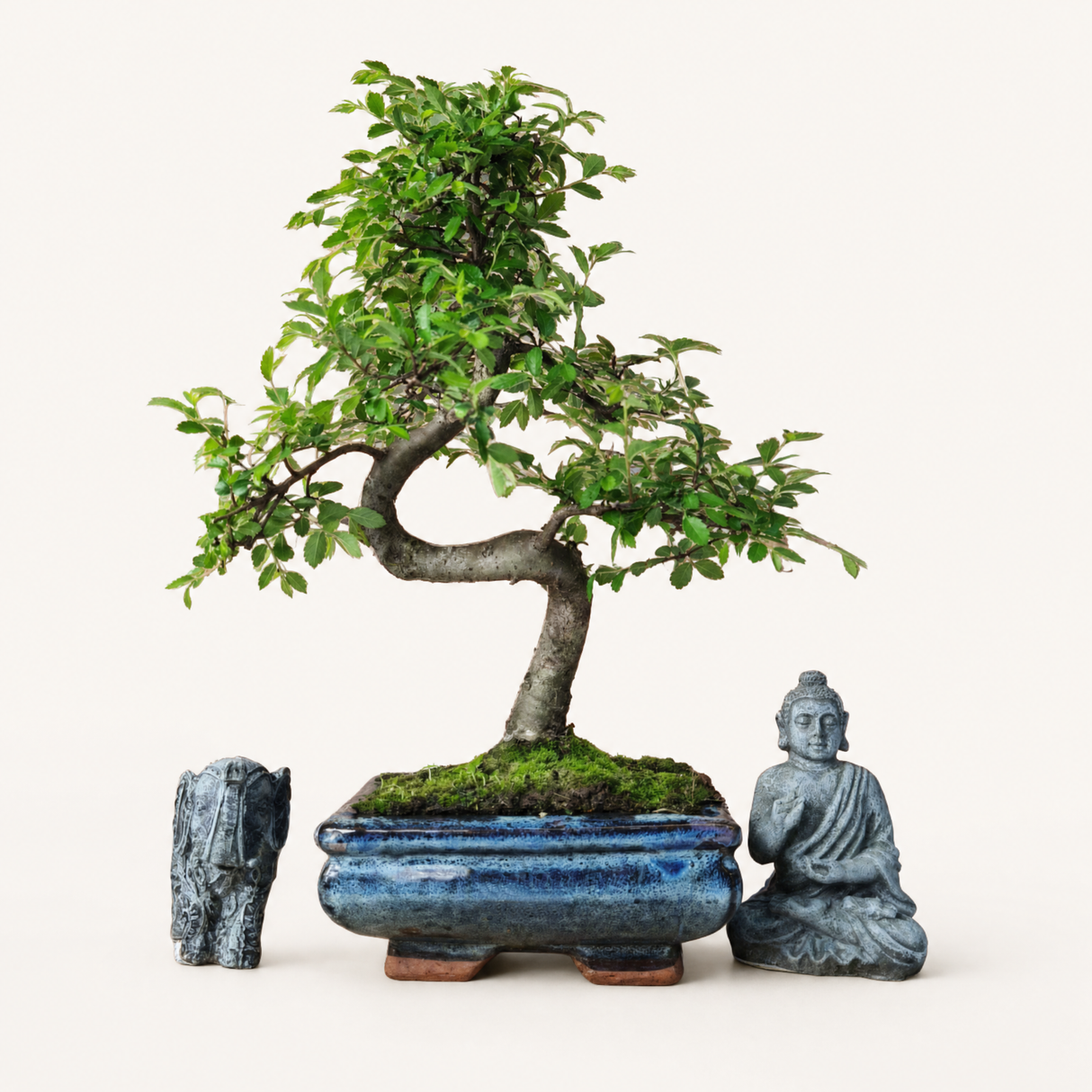 Yorkshire Bonsai Chinese Elm Bonsai Tree 15cm Pot