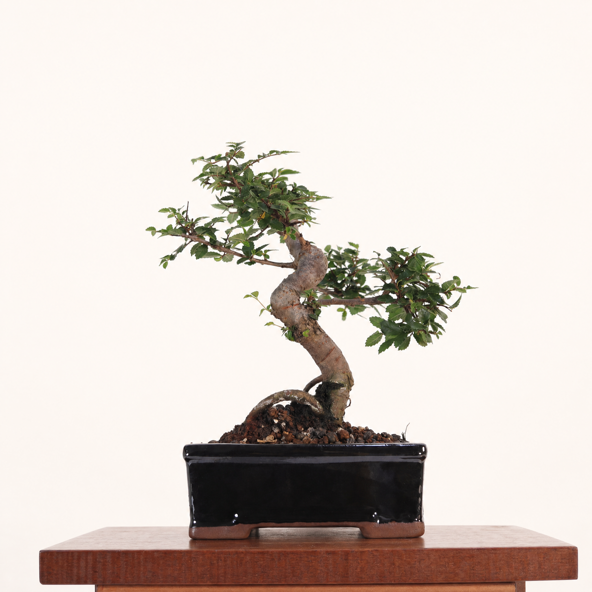Yorkshire Bonsai Chinese Elm Bonsai Tree Pot Gift Plant - 16cm