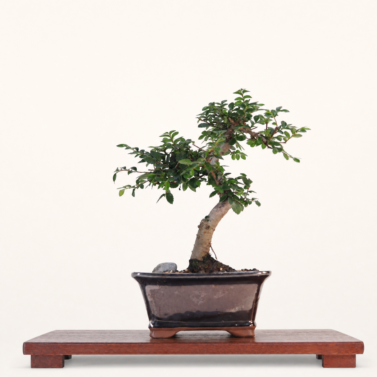 Yorkshire Bonsai Chinese Elm Bonsai Tree Pot Gift Plant - 16cm