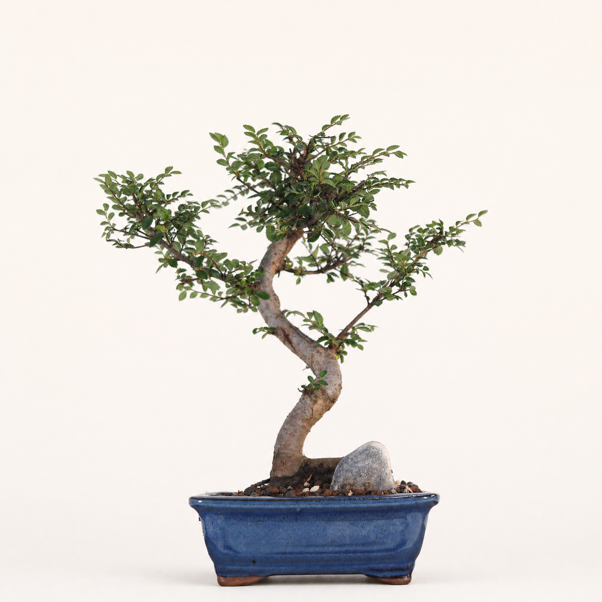 Yorkshire Bonsai Chinese Elm Bonsai Tree Pot Gift Plant - 16cm