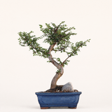 Yorkshire Bonsai Chinese Elm Bonsai Tree Pot Gift Plant - 16cm