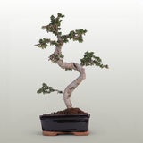 Yorkshire Bonsai Chinese Elm Bonsai Tree 18cm Pot