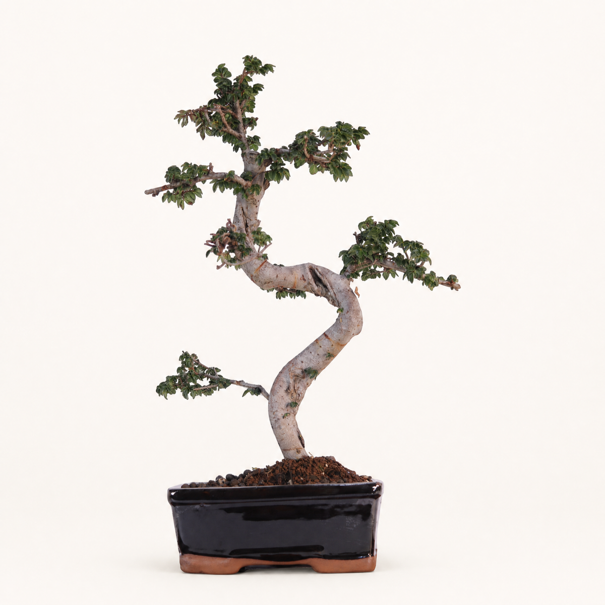 Yorkshire Bonsai Chinese Elm Bonsai Tree 18cm Pot