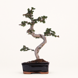 Yorkshire Bonsai Chinese Elm Bonsai Tree 18cm Pot