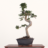 Yorkshire Bonsai Chinese Elm Bonsai Tree 18cm Pot