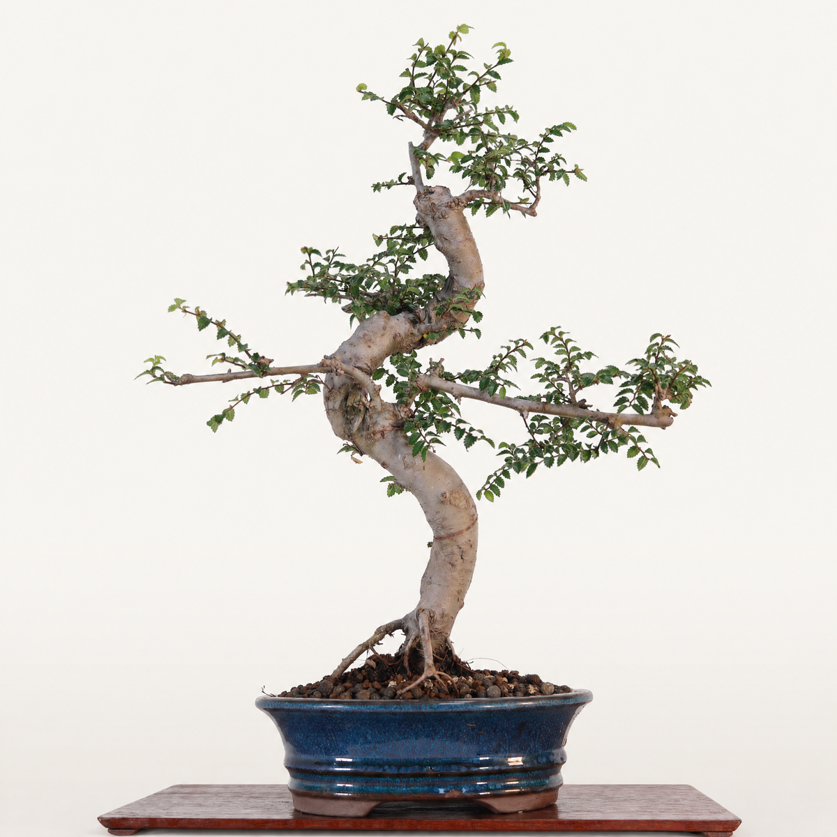 Yorkshire Bonsai Chinese Elm Bonsai Tree 18cm Pot