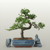 Yorkshire Bonsai Chinese Elm Bonsai Tree 20cm Pot