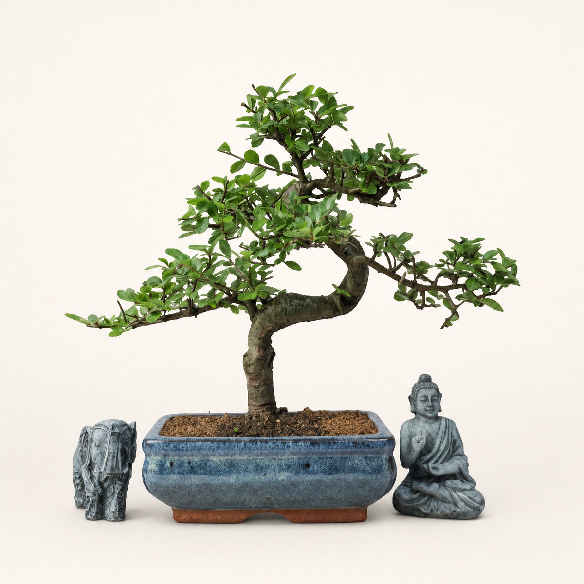 Yorkshire Bonsai Chinese Elm Bonsai Tree 20cm Pot
