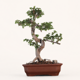 Yorkshire Bonsai Chinese Elm Bonsai Tree - 20cm
