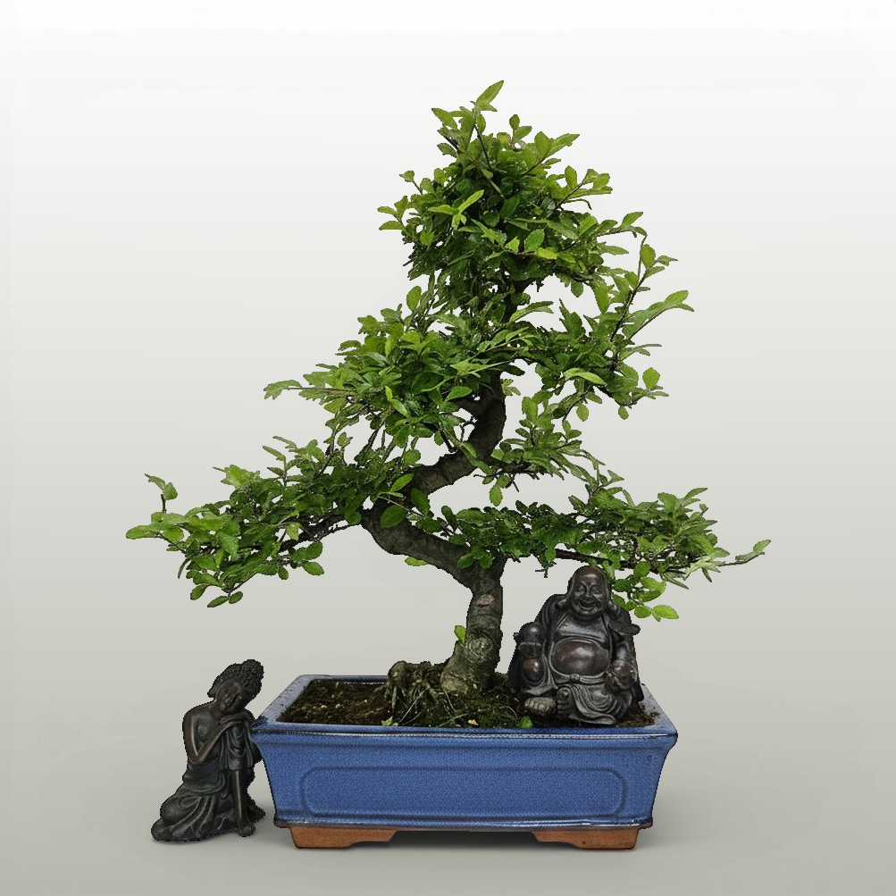 Yorkshire Bonsai Chinese Elm Bonsai Tree Pot - 25cm