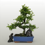 Yorkshire Bonsai Chinese Elm Bonsai Tree Pot - 25cm