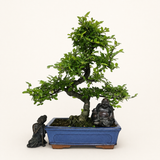 Yorkshire Bonsai Chinese Elm Bonsai Tree Pot - 25cm