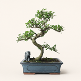 Yorkshire Bonsai Chinese Elm Bonsai Tree - 30cm