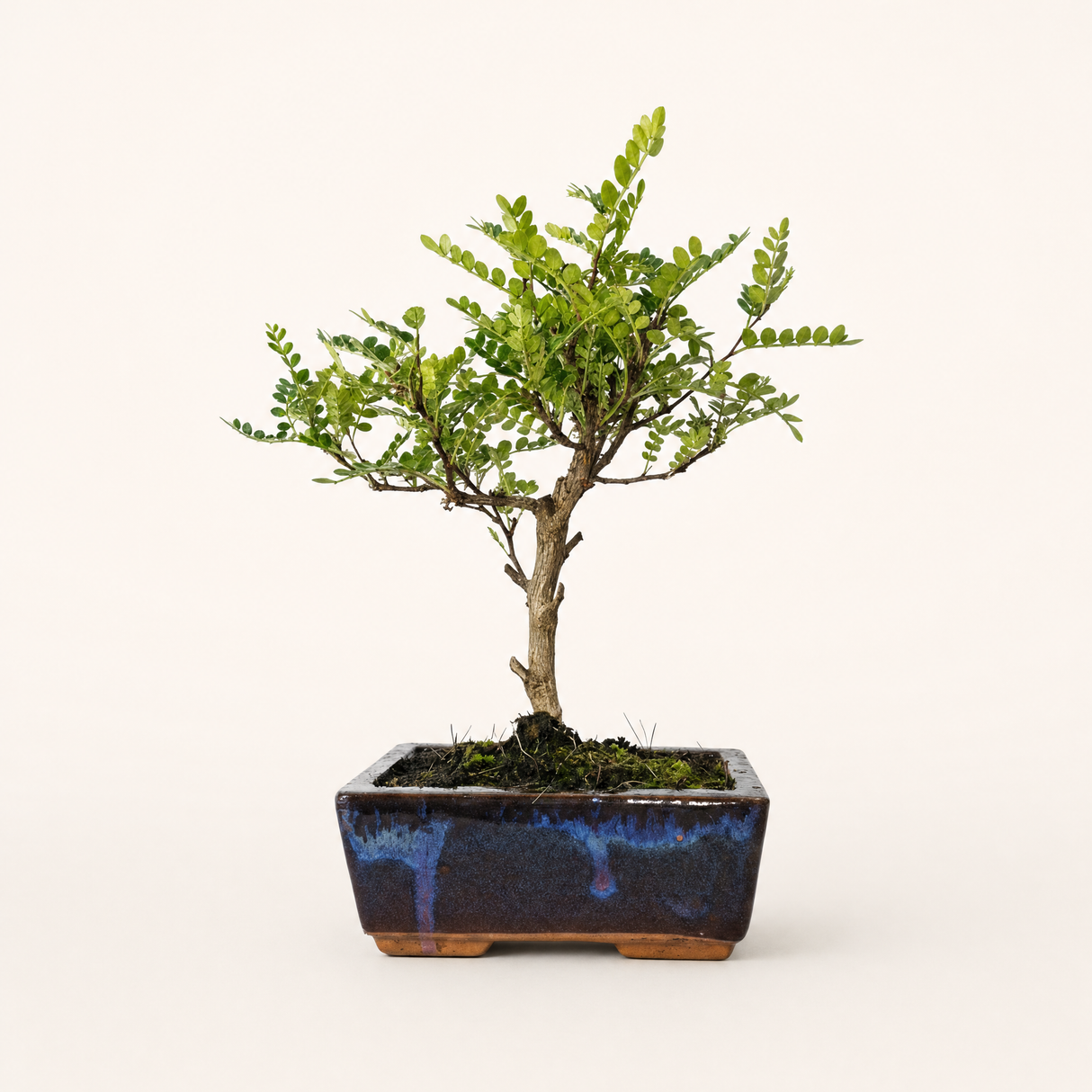 Yorkshire Bonsai Chinese Pepper Bonsai Tree Pot Broom Style - 15cm