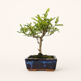 Yorkshire Bonsai Chinese Pepper Bonsai Tree Pot Broom Style - 15cm
