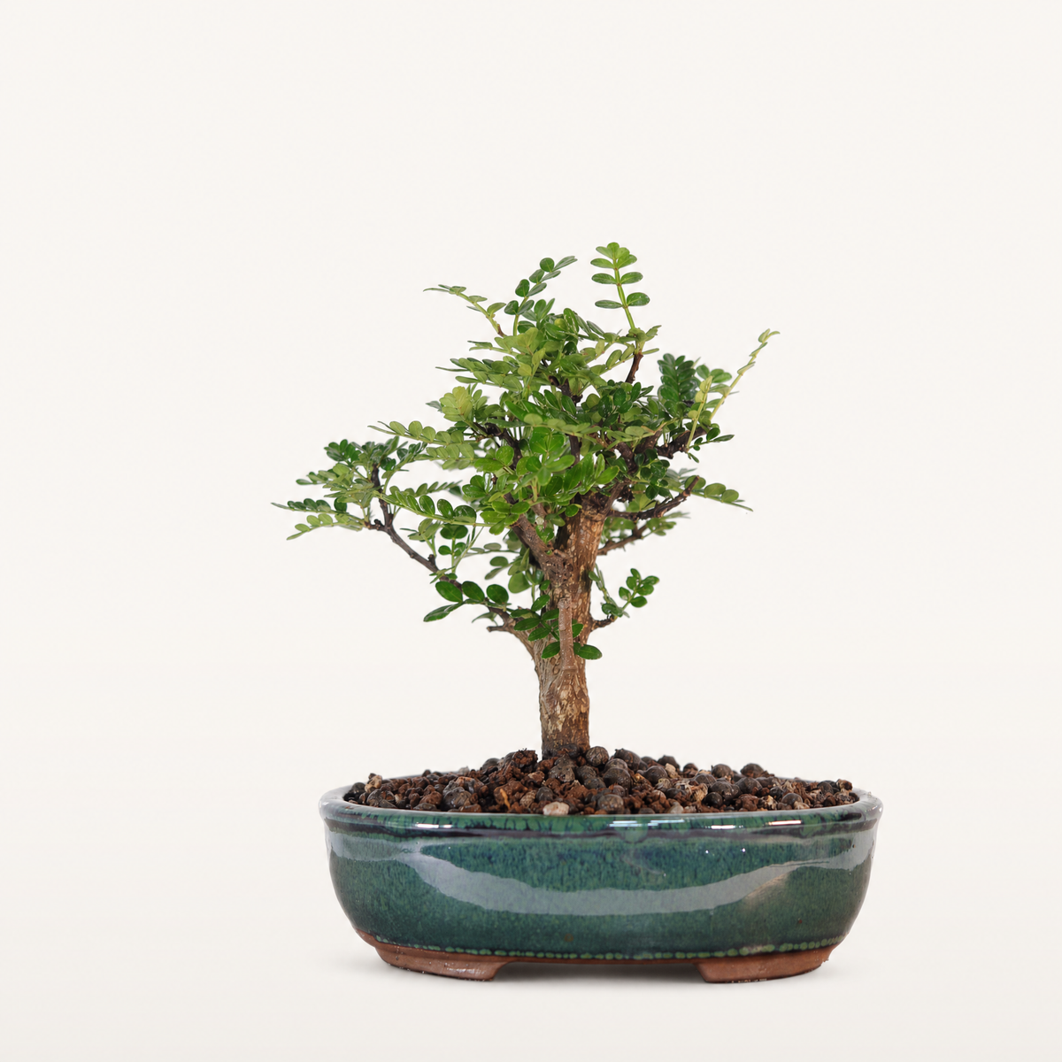 Yorkshire Bonsai Chinese Pepper Tree Pot Broom Style Gift - 16cm