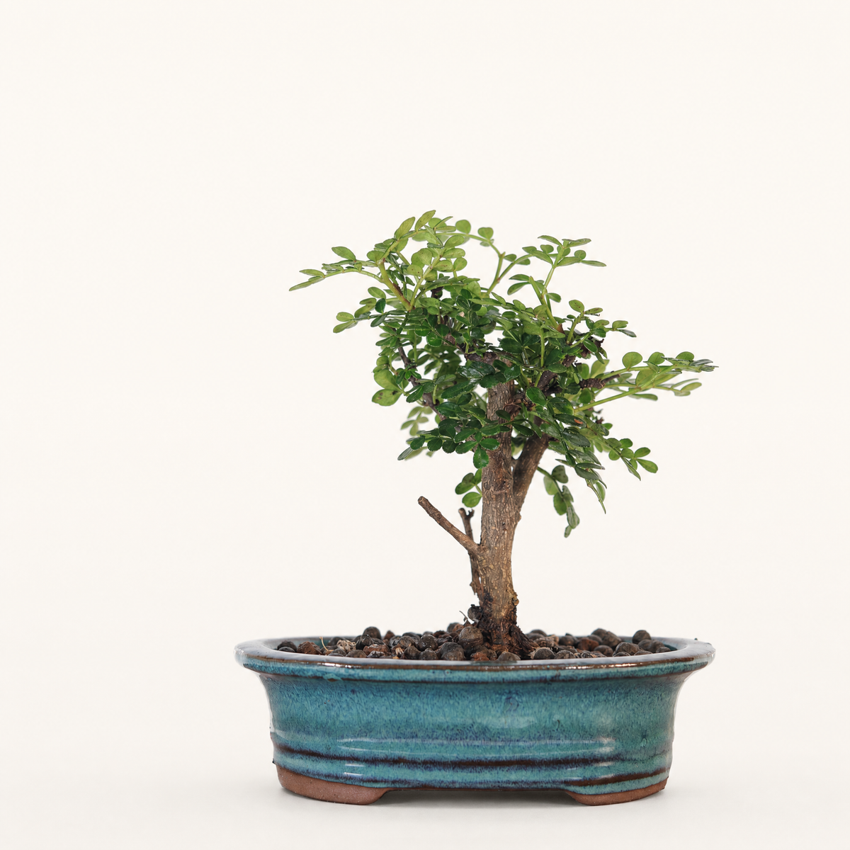 Yorkshire Bonsai Chinese Pepper Tree Pot Broom Style Gift - 16cm