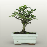 Yorkshire Bonsai Chinese Pepper Bonsai Tree – Zanthoxylum piperitum in 20cm Pot