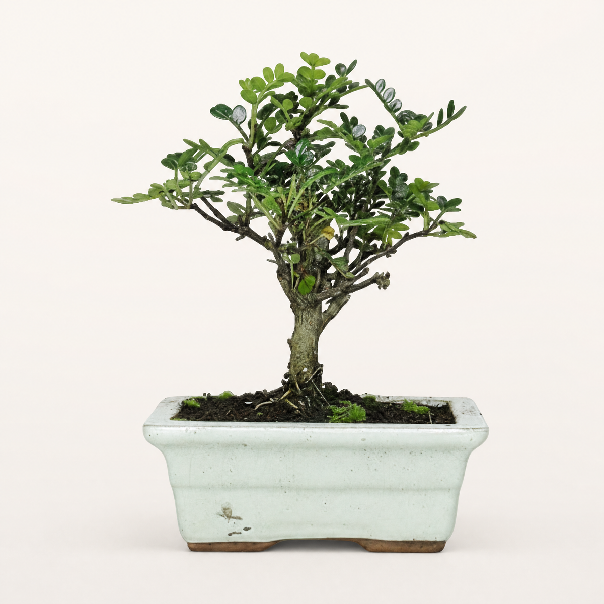 Yorkshire Bonsai Chinese Pepper Bonsai Tree – Zanthoxylum piperitum in 20cm Pot