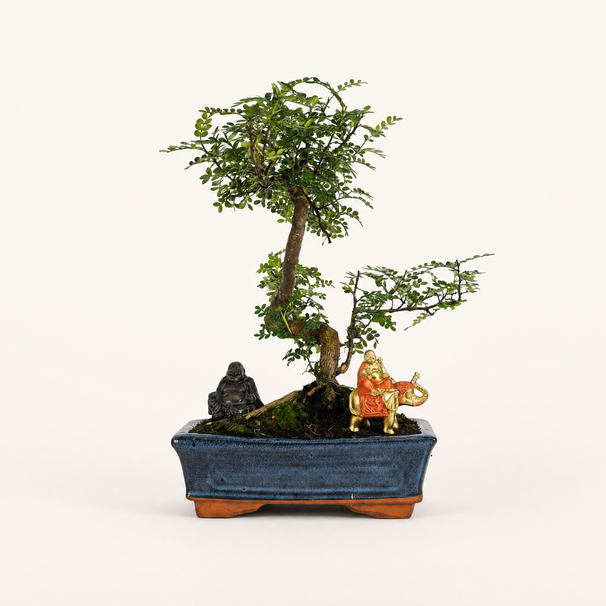 Yorkshire Bonsai Chinese Pepper Bonsai Tree 25cm Pot