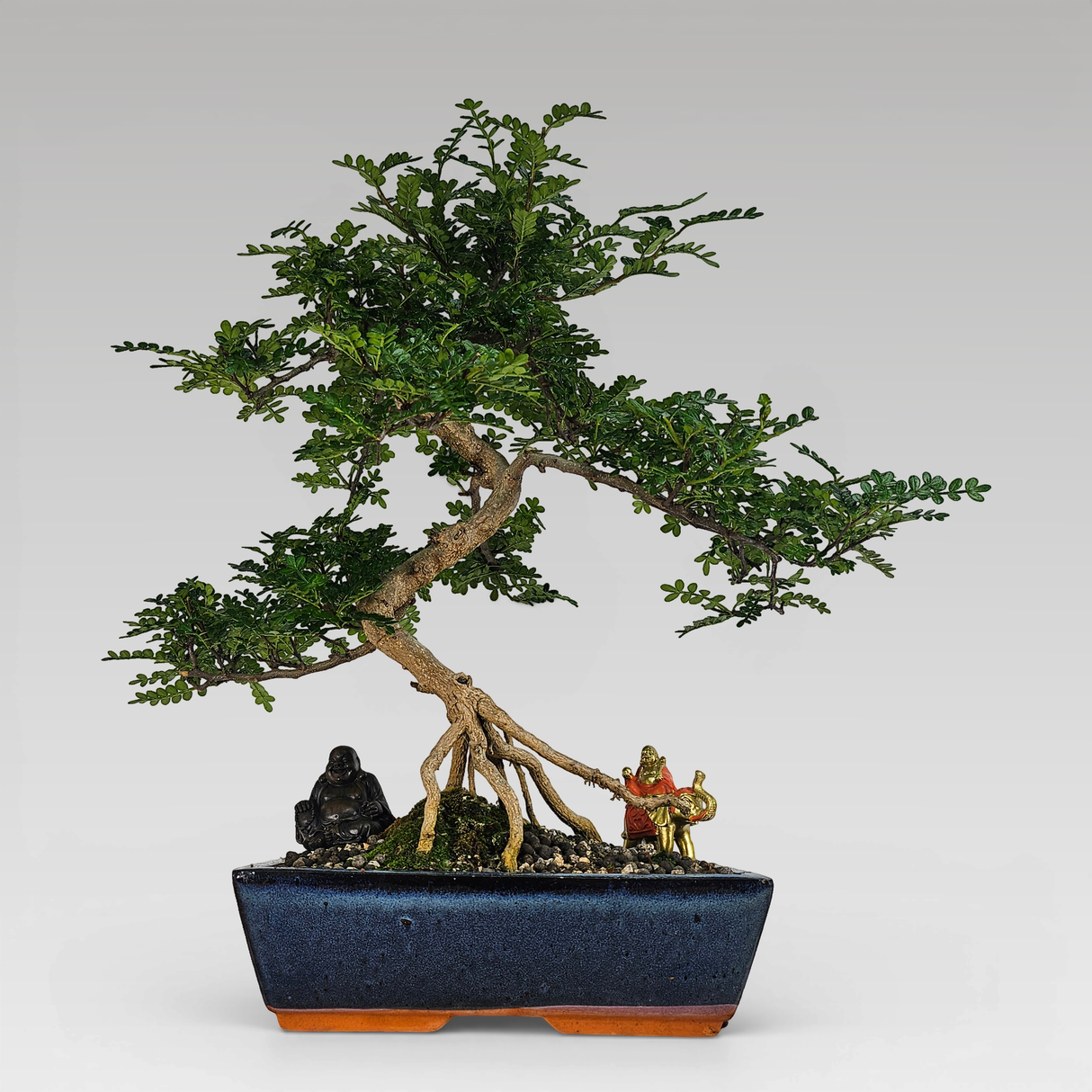 Yorkshire Bonsai Chinese Pepper Bonsai Tree Zanthoxylum in 30cm Pot