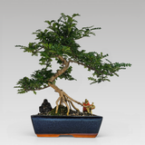Yorkshire Bonsai Chinese Pepper Bonsai Tree Zanthoxylum in 30cm Pot