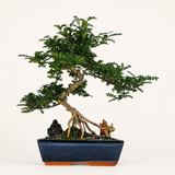 Yorkshire Bonsai Chinese Pepper Bonsai Tree Zanthoxylum in 30cm Pot