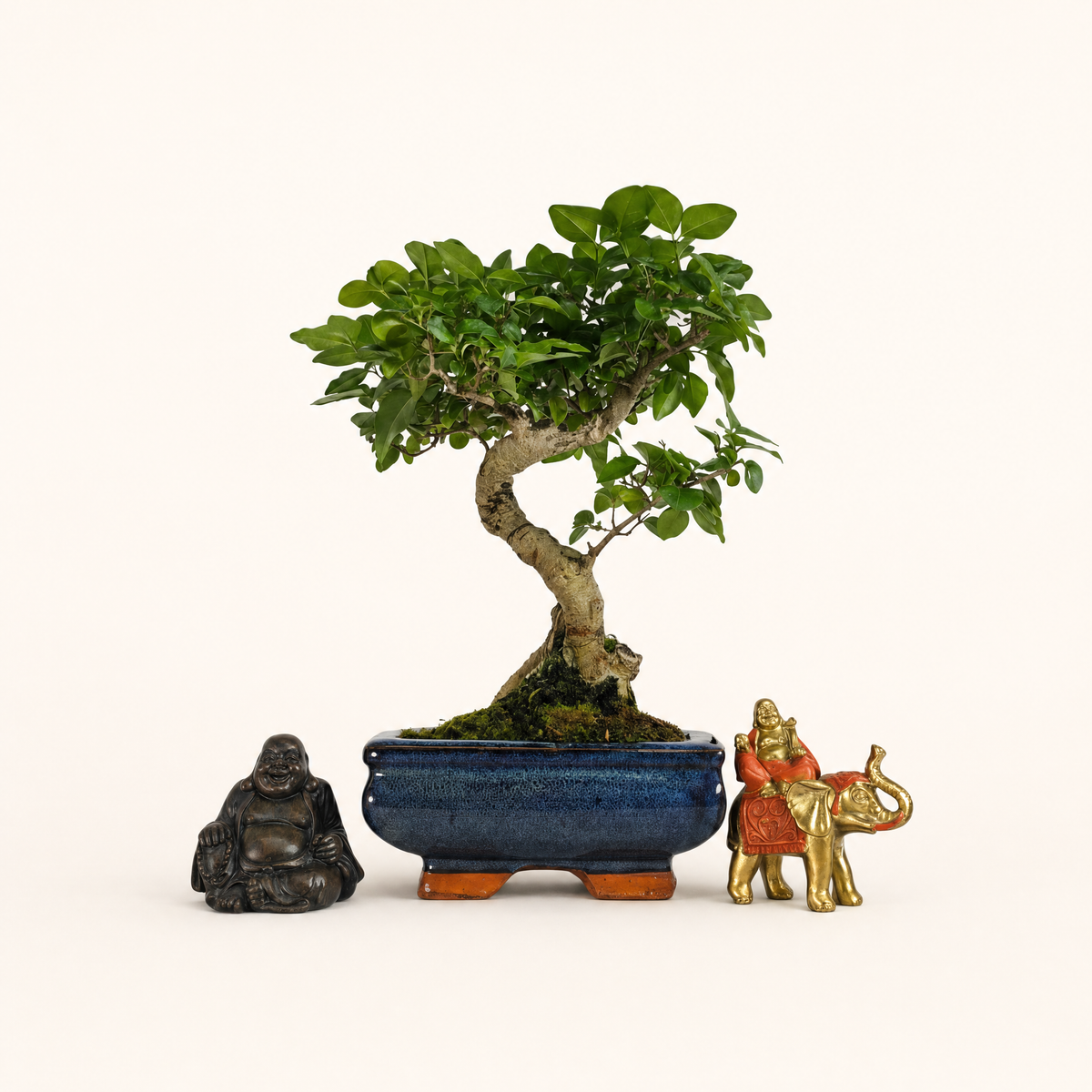 Yorkshire Bonsai Chinese Privet Bonsai Tree - 15cm