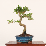 Yorkshire Bonsai Chinese Privet Bonsai Tree Pot - 18cm