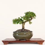 Yorkshire Bonsai Chinese Privet Bonsai Tree Pot - 18cm