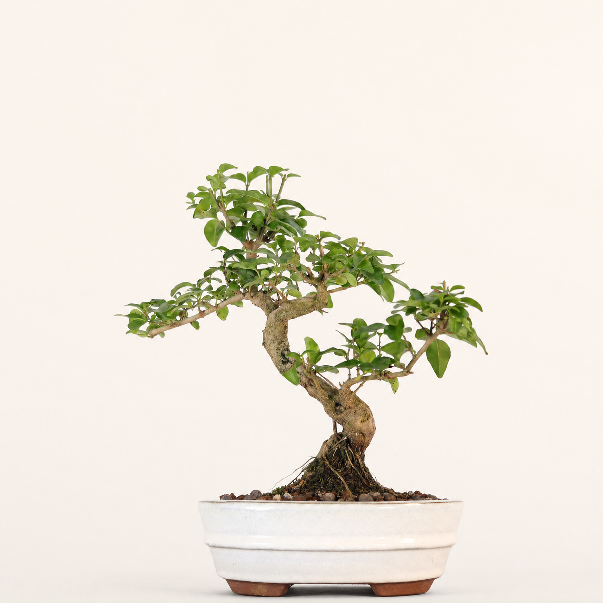 Yorkshire Bonsai Chinese Privet Bonsai Tree Pot Gift - 20cm