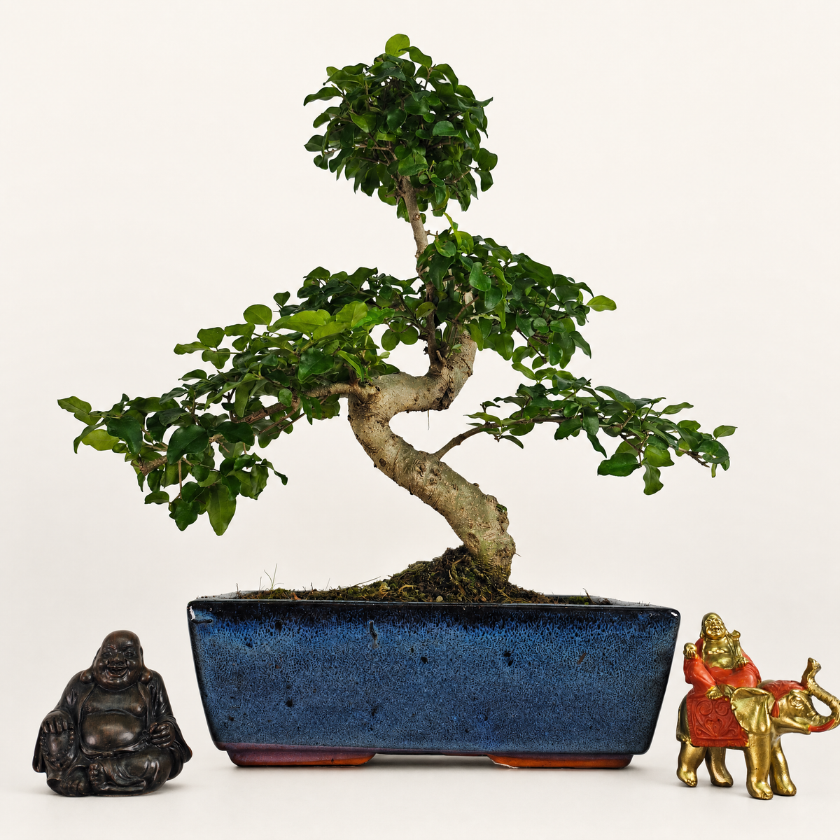 Yorkshire Bonsai Chinese Privet Bonsai Tree in 25cm Pot
