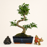 Yorkshire Bonsai Chinese Privet Bonsai Tree Pot - 20cm