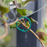 AllotMate Essentials Coated Plant Rings 25cm, 50 Pack