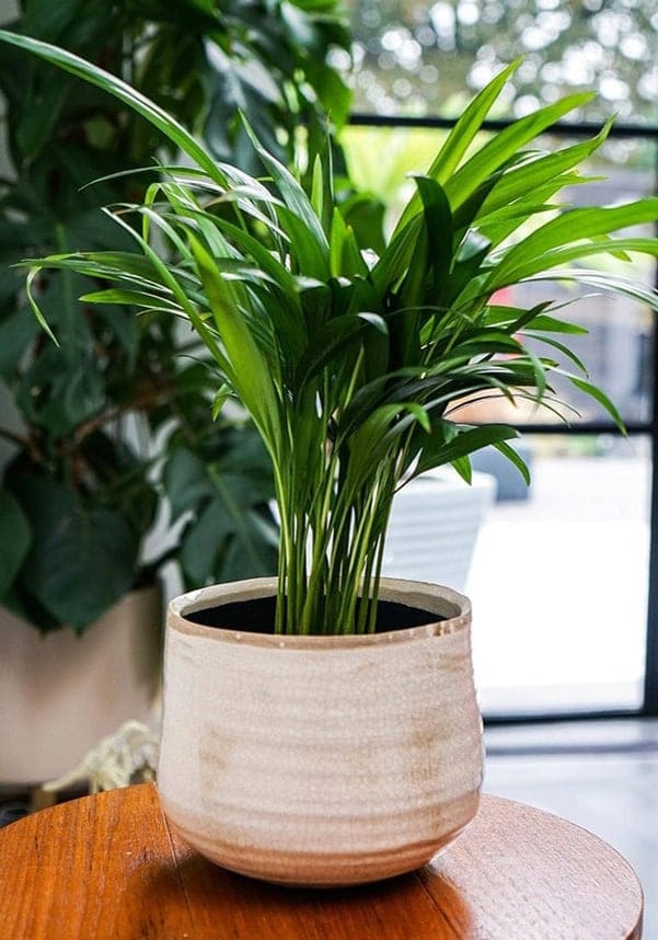 Casa by Josephine Jenno Como Hand Finished Pot - 17–21cm