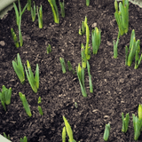 Dandy's Composted Mulch Bark Fines