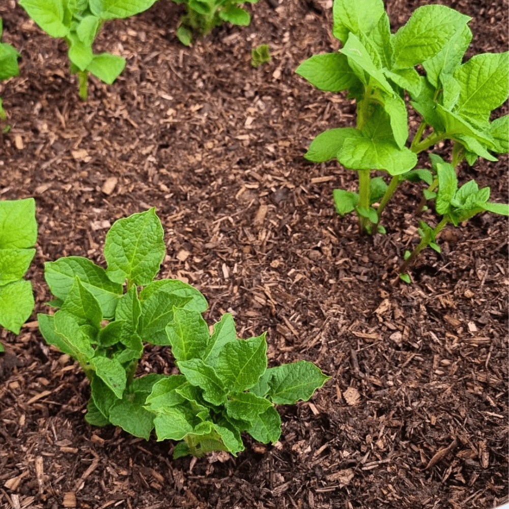 Dandy's Composted Mulch Bark Fines