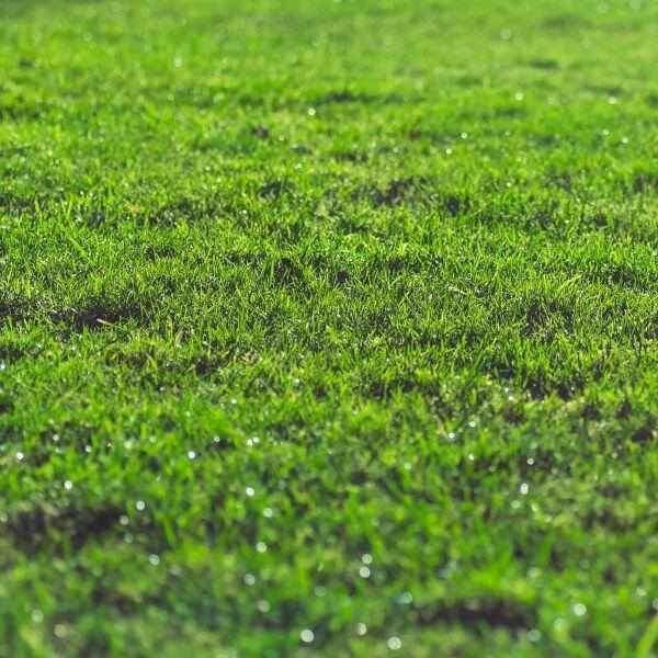 Dandy’s Rootzone Sand & Soil Mix