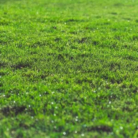 Dandy’s Rootzone Sand & Soil Mix