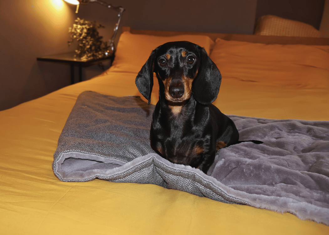 Ralph & Co Luxury Washable Herringbone Dog Blanket