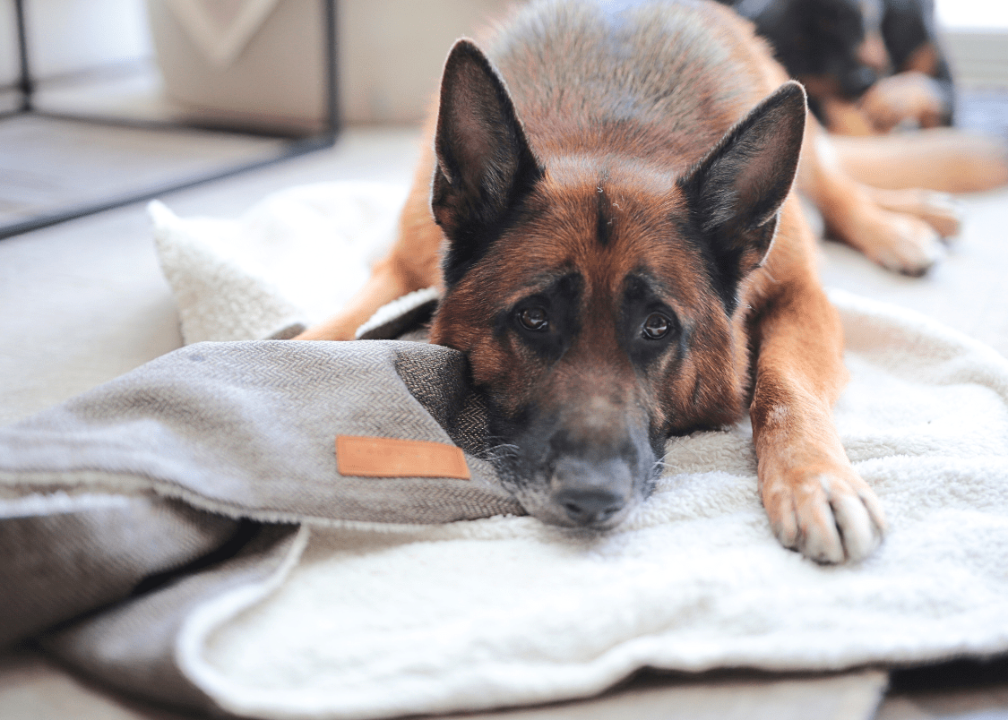 Ralph & Co Luxury Washable Tweed Dog Blanket - Lincoln