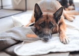 Ralph & Co Luxury Washable Tweed Dog Blanket - Lincoln