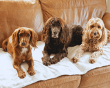 Ralph & Co Luxury Washable Tweed Dog Blanket - Lincoln