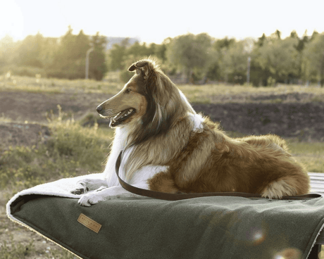 Ralph & Co Luxury Washable Green Dog Blanket
