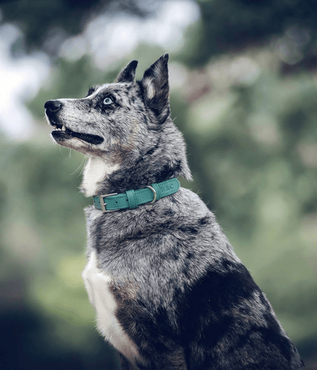 Ralph & Co Duck Egg Blue Leather Dog Collar
