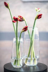 Lowlands Design Vase Robert Clear Glass by DutZ