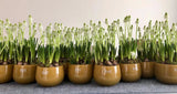 Lowlands Design Beige Glass Pot by DutZ