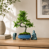 Yorkshire Bonsai Chinese Elm Bonsai Tree 15cm Pot