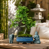 Yorkshire Bonsai Chinese Elm Bonsai Tree 15cm Pot